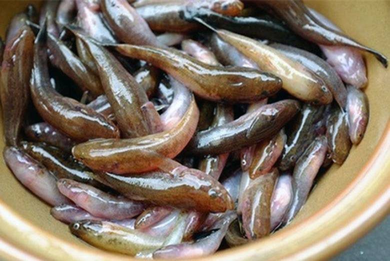 Đua nhau săn con cá "nhỏ nhưng độc" ở đầm Chuồn - Báo Người lao động