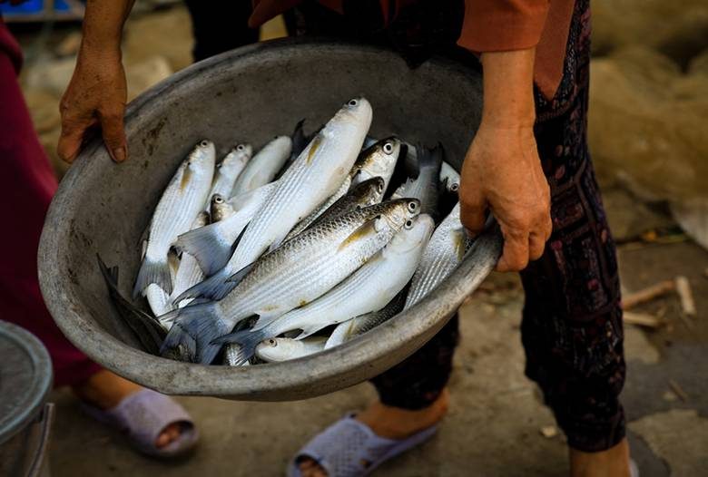 https://images2.thanhnien.vn/uploaded/ngocthanh/2020_07_13/dam-chuon-1_JIHT.jpg?width=500